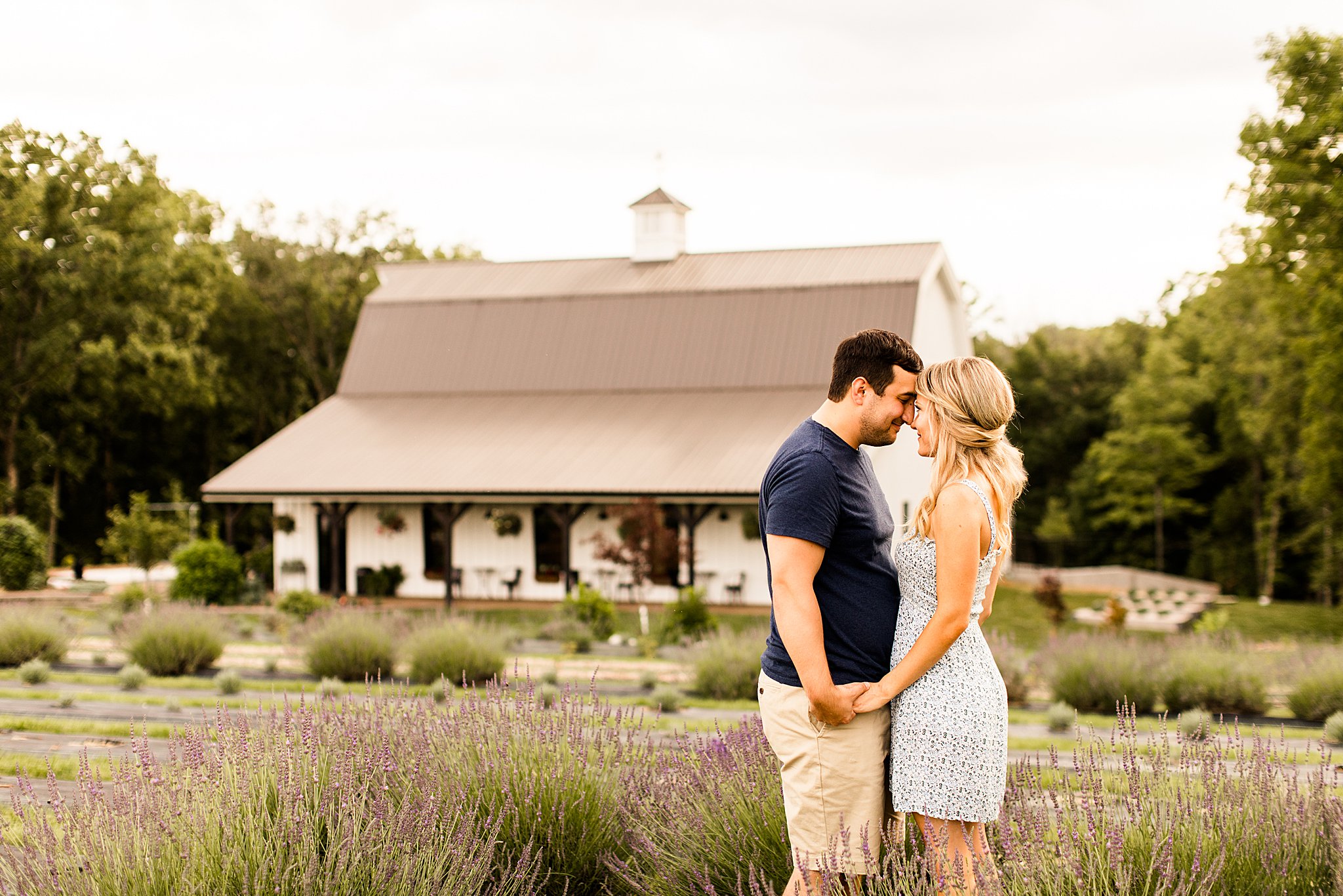 Long Row Lavender Photos 